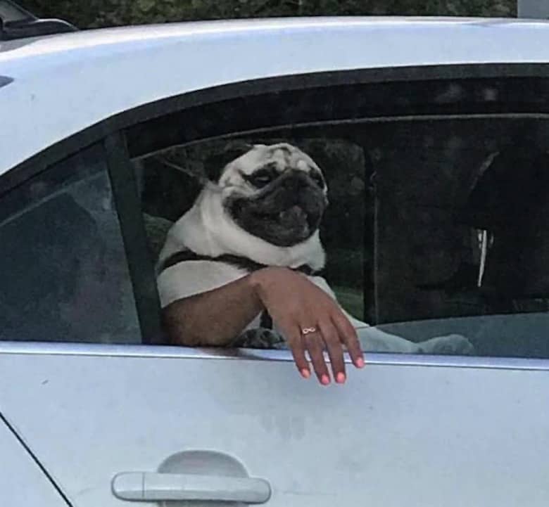 Pug Memes 1 Pug Memes 1
