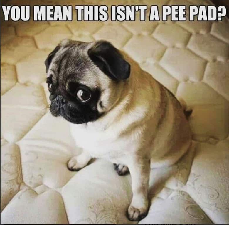 Pug Memes 10 Pug Memes 10