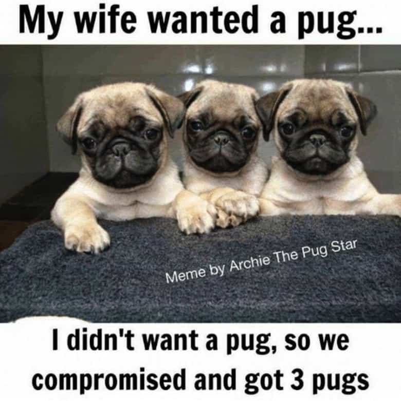 Pug Memes 11 Pug Memes 11