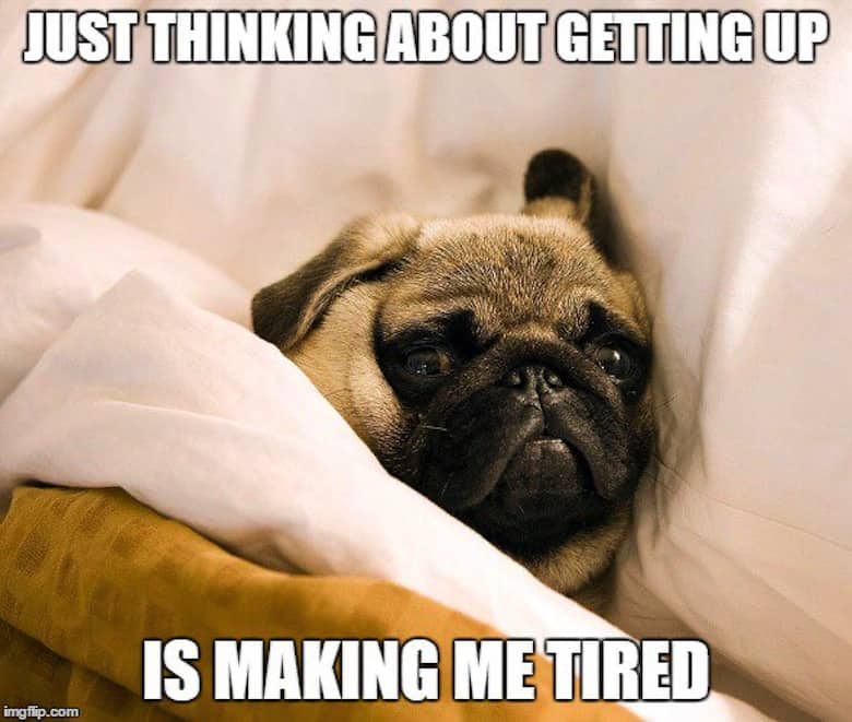 Pug Memes 12