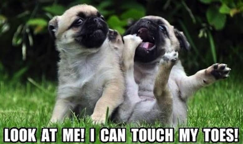 Pug Memes 13 Pug Memes 13