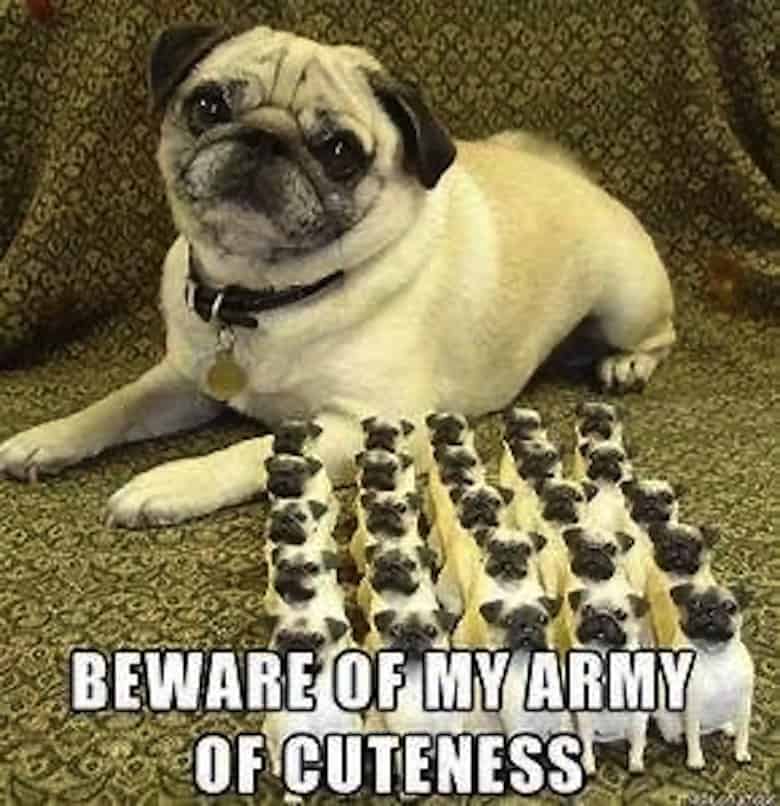 Pug Memes 14