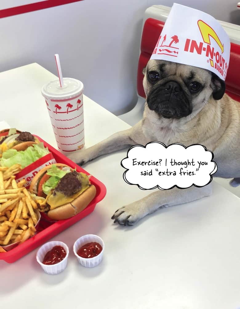 Pug Memes 15