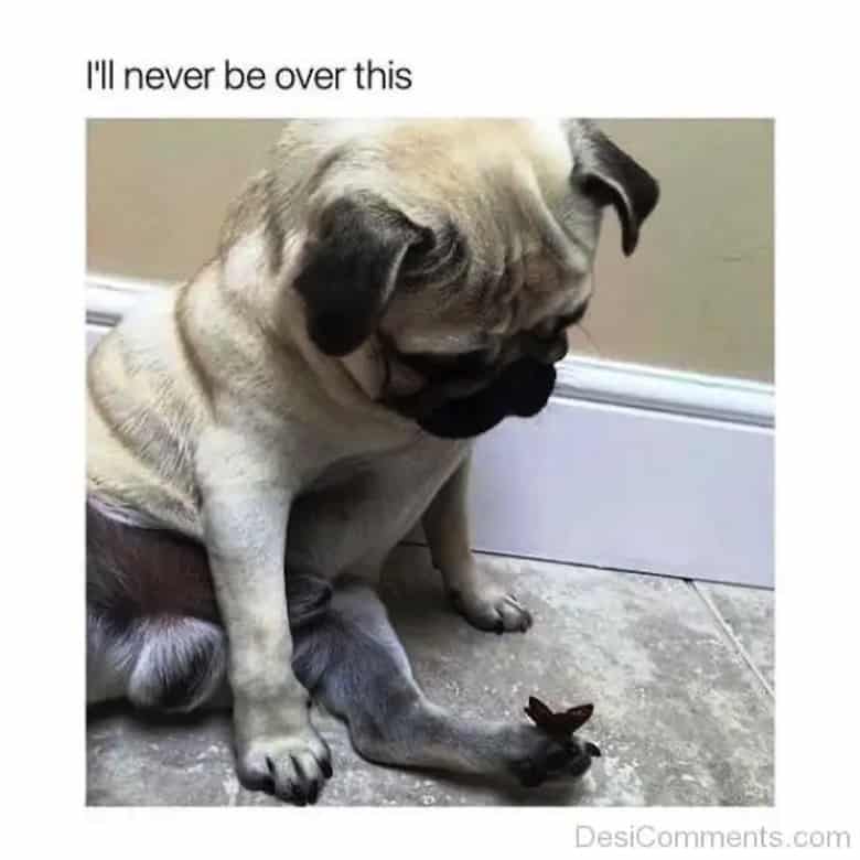 Pug Memes 16