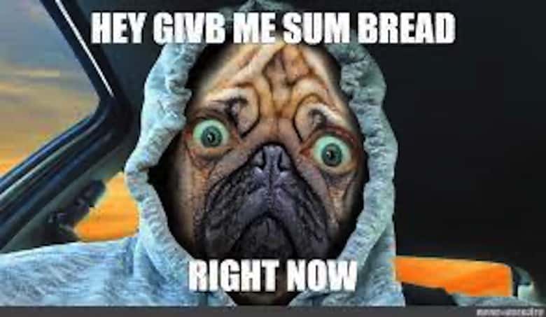 Pug Memes 17