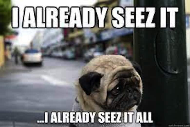 Pug Memes 18