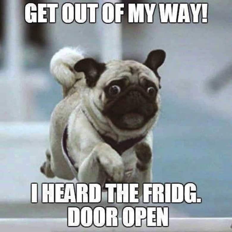 Pug Memes 19