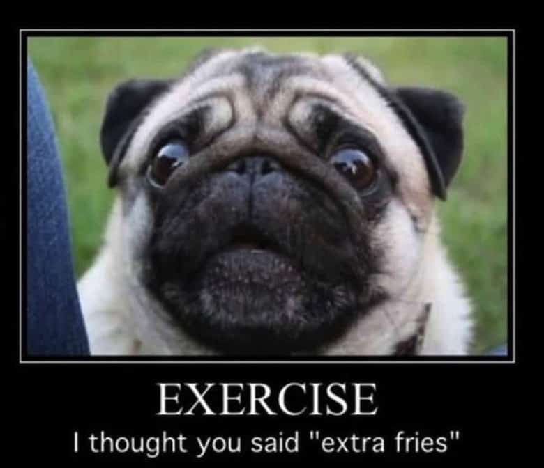 Pug Memes 20