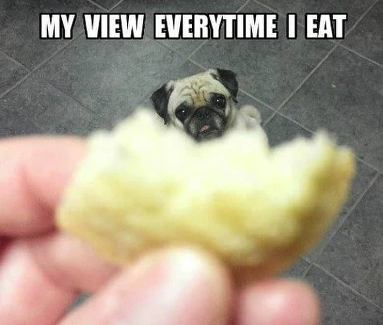 Pug Memes 21