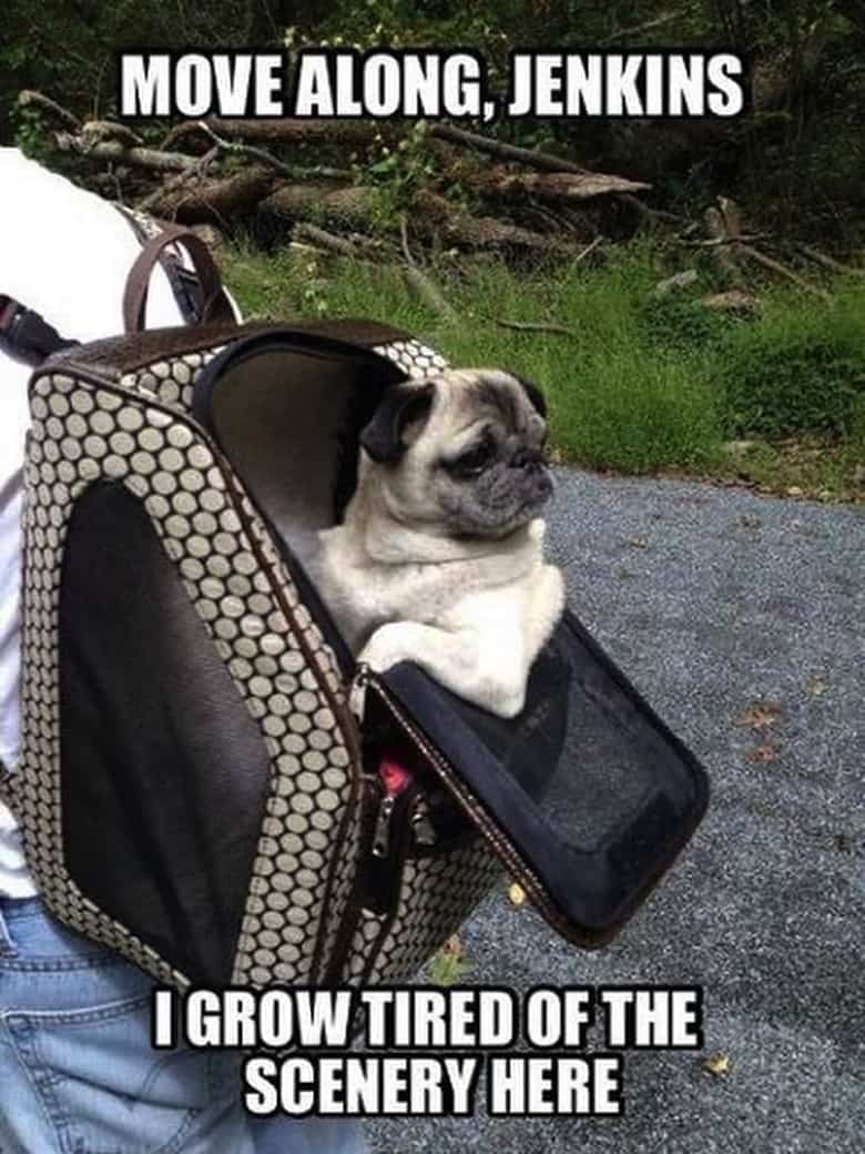Pug Memes 22