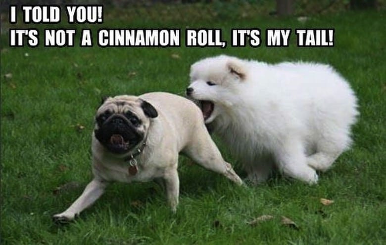 Pug Memes 23