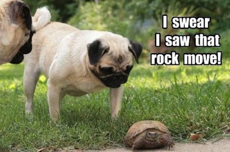 Pug Memes 24
