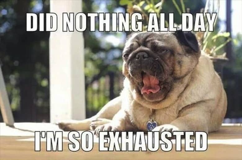 Pug Memes 25