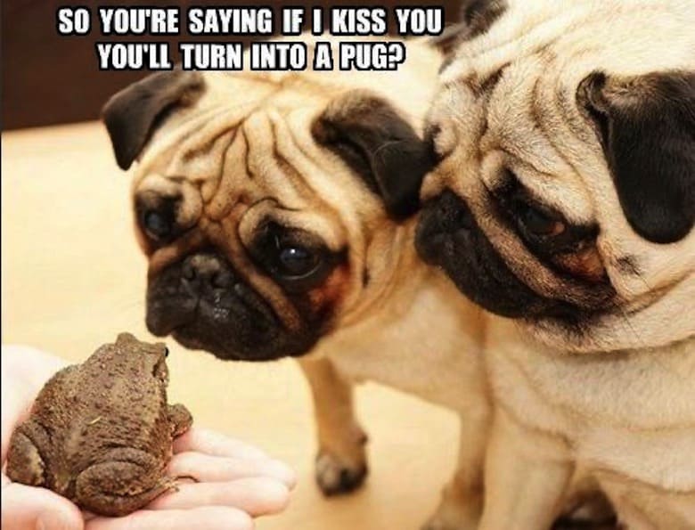 Pug Memes 4 Pug Memes 4