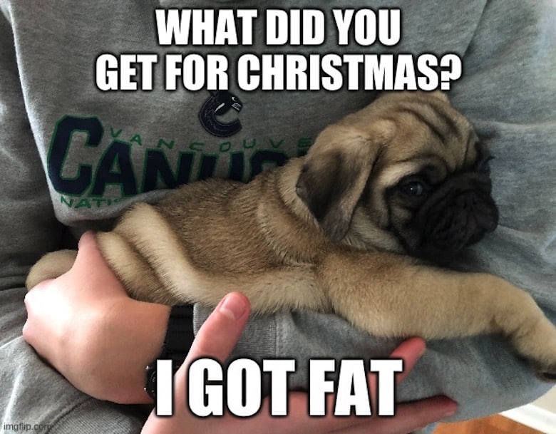 Pug Memes 5 Pug Memes 5