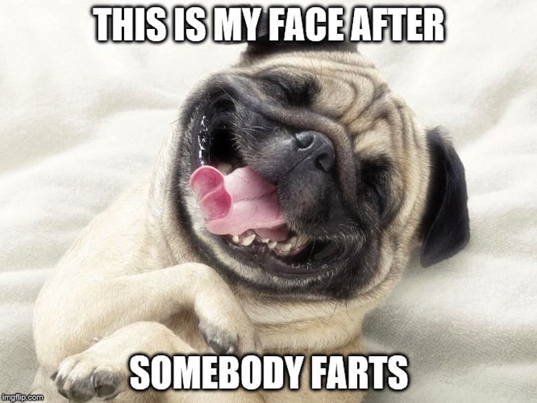Pug Memes 8 Pug Memes 8