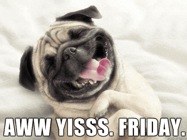 Pug Memes 9 Pug Memes 9